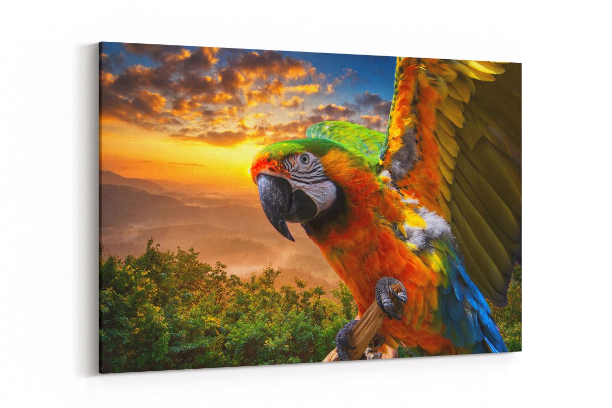 Cuadro Guacamaya Atardecer 1042840942 Scene