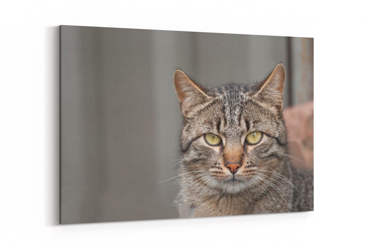 Cuadro Gato Gris1222044724 Scene